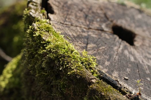 Moss on a trunk of a tree in a forest. Shallow depth of field.