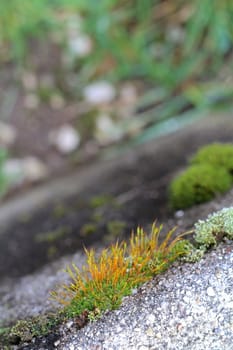 Grunge old stone with moss on it -  background
