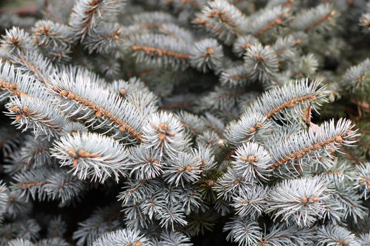 Young branches of decoratively cut fir. Pine needles.