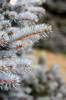 Young branches of decoratively cut fir. Pine needles.