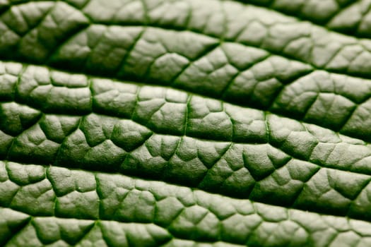 macro background of green leaf