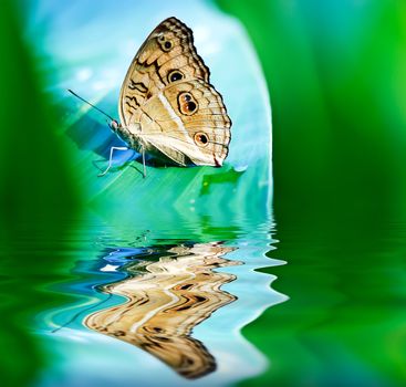 The butterfly hiding in the leaves of the near the water