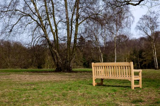 New Wooden Park Bench on Green Grass Meadow with Trees in late Winter
