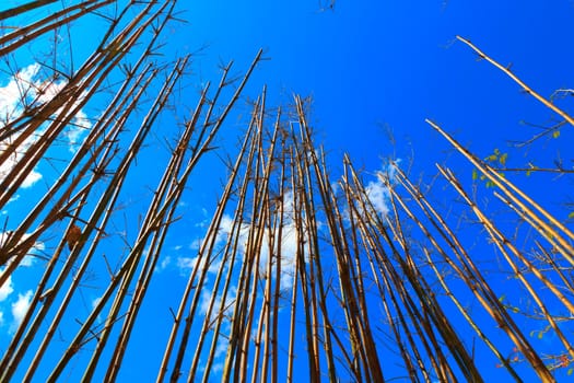 Bamboo trees grow up to blue sky and cross each other.