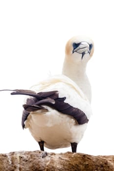 Portrait of resting Australasian Gannet, Morus, serrator, Takapu, isolated on white