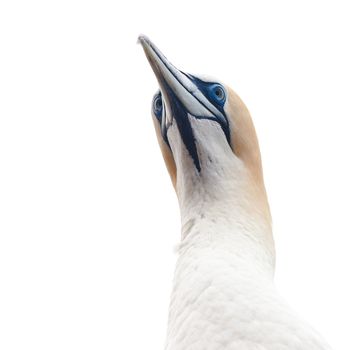 Portrait head-shot of Australasian Gannet, Morus, serrator, Takapu, isolated on white