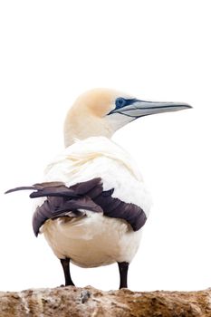 Portrait of resting Australasian Gannet, Morus, serrator, Takapu, isolated on white