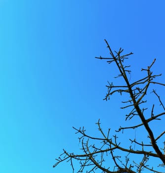 Branches under the blue sky.