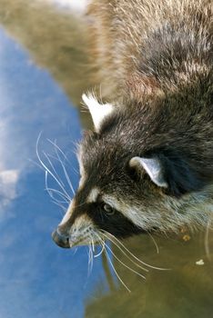 Raccoon, medium-sized mammal native to North America, drinking water from the river