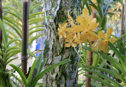 Orchid species of Dendrobium with yellow color.