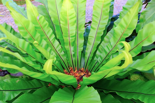 Fern plants cover the ground in the garden.