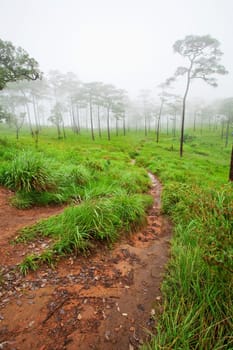 path in mist forest