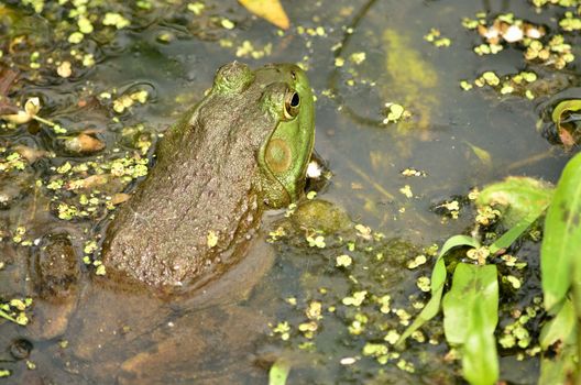 Closeup of a Bullfrog sitting in a swamp.