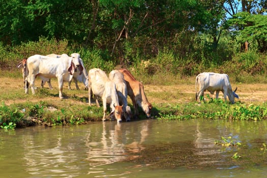 Herd of cows is beside the river.
