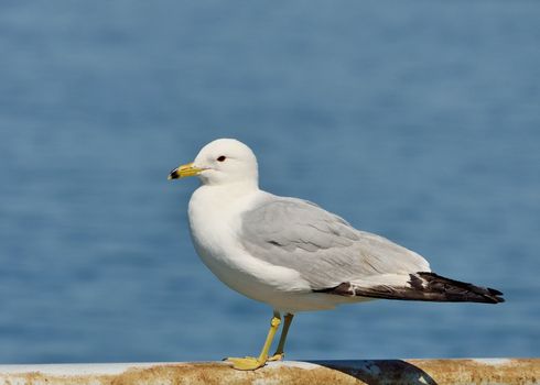 Ring-billed Seagull Perched on a metal railing along a lake.