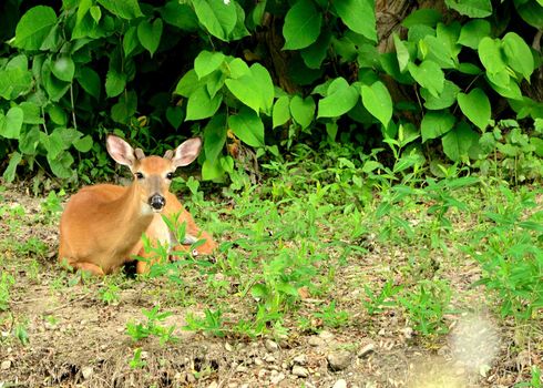 Whitetail Deer Button Buck bedded down at the edge of a woods.