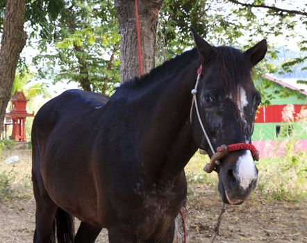Handsome black horse is under the tree.