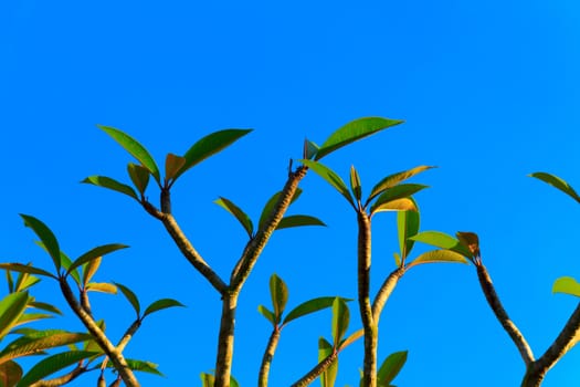 Leaves and branches of the frangipani tree.