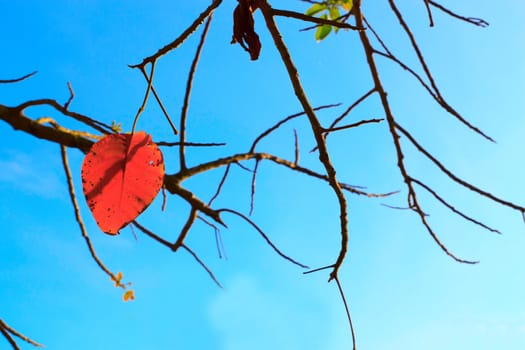 Red leaves and twigs to light the evening.