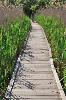 Wooden footpath through green cane in park of nature