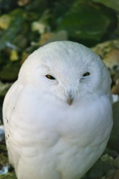 Snowy owl, large owl of the typical owl family Strigidae, sitting among stones