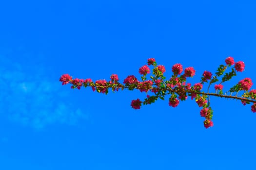 Flower and branches under the blue sky.