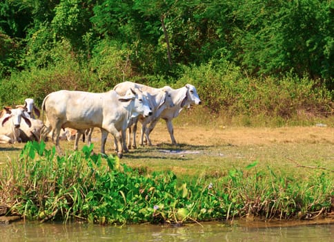 Herd of cows is beside the river.