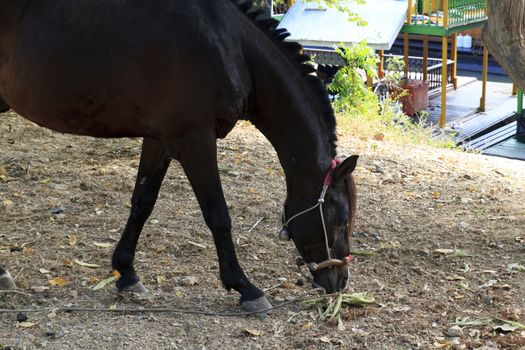 Handsome black horse is under the tree.