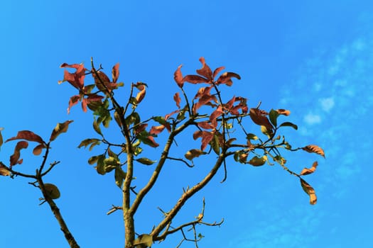 Leaves and branches under the blue sky.