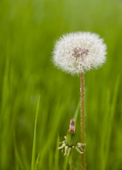 alone growing dandelion on a background from blurred grass