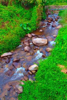 Forest creek running through the stones.