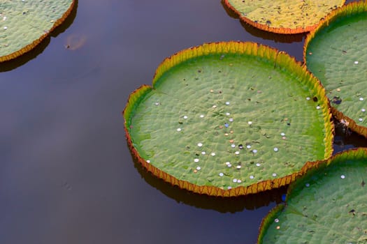 Very large lotus leaves floating on water.