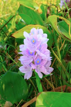 Flowers and leaves of water hyacinth in the natural.