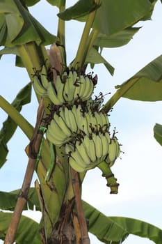 Close up shot of a Banana tree with a bunch of bananas.