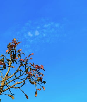 Leaves and branches under the blue sky.