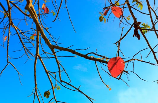 Red leaves and twigs to light the evening.