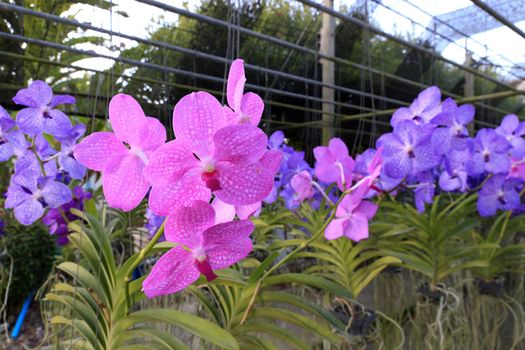 Orchid multi-species with multi-color.