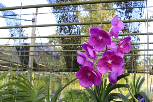 Orchid species of Vanda with pink color.