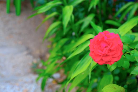 Fresh and beautiful roses.