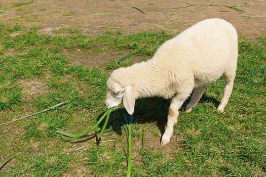 Sheep eating grass outdoors.