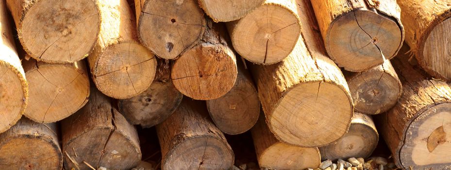 Stack of cut timber logs against.