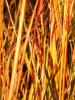 Closeup background of prairie plants in Illinois.