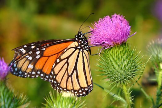 Monarch Butterfly (Danaus plexippus) in on a flower at Castle Rock State Park of Illinois.