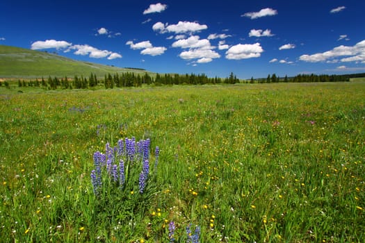 Beautiful wildflowers in a wetland area of the Bighorn National Forest.