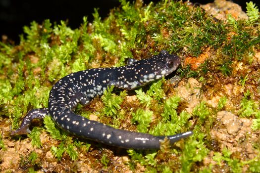 Slimy Salamander (Plethodon glutinosus) on moss in Alabama.