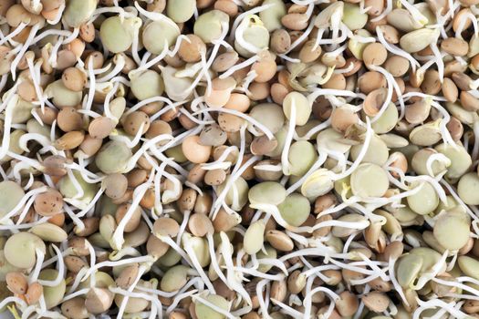 Brown and green lentils sprouted, close-up full frame food texture.