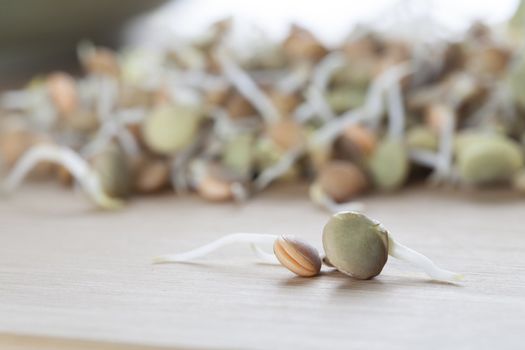 Brown and green lentil sprouts on wood surface