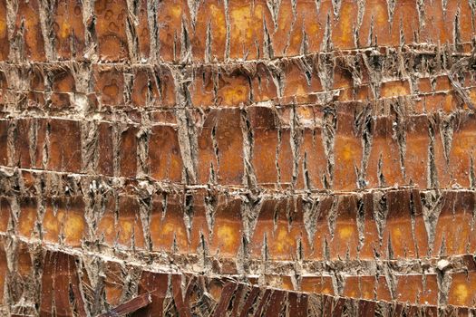 Palm tree bark texture or background.