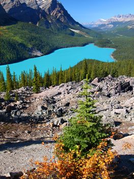 Stunning blue waters of Peyto Lake of Banff National Park in Canada.