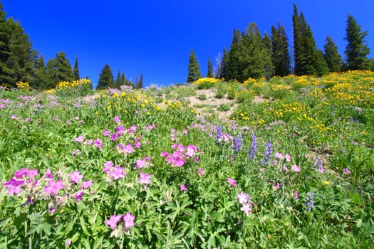 Wildflowers bloom under a gorgeous blue summer sky in Yellowstone National Park in Wyoming.